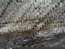 reforestation2