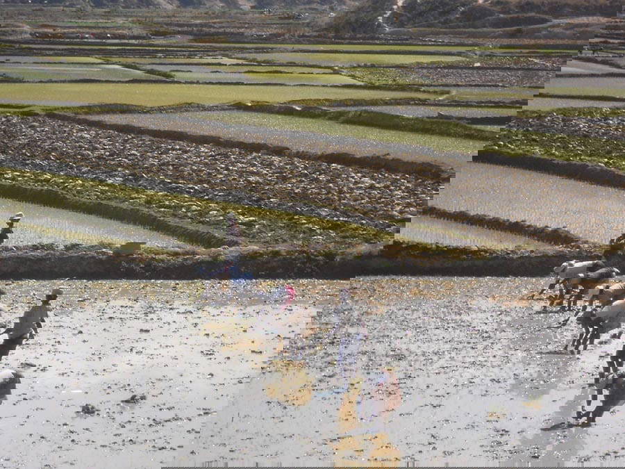 Planting-in-Rice-1-scaled